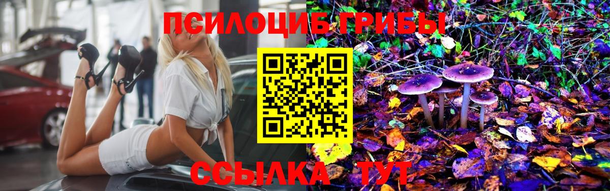 Галлюциногенные грибы Psilocybe  Будённовск 
